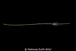 At first sight I thought this small creature is riding on... by Mehmet Salih Bilal 